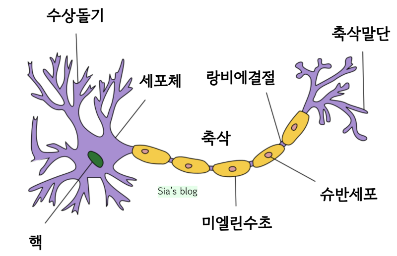 신경세포(뉴런)의 구조 - 신경세포체, 수상돌기(가지돌기), 축삭돌기 : 네이버 블로그
