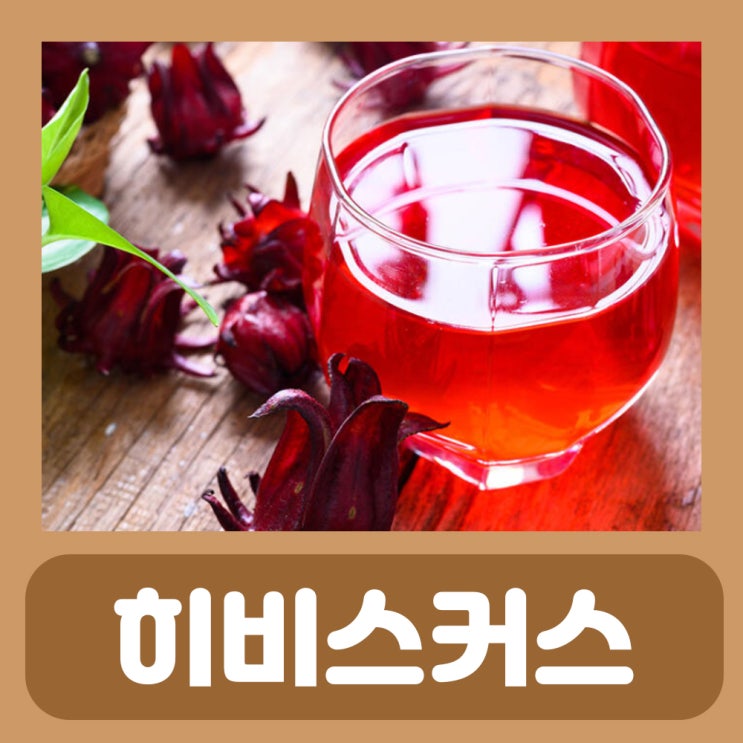  히비스커스 효능 부작용 먹는법 임산부 히비스커스 잎 차 효능