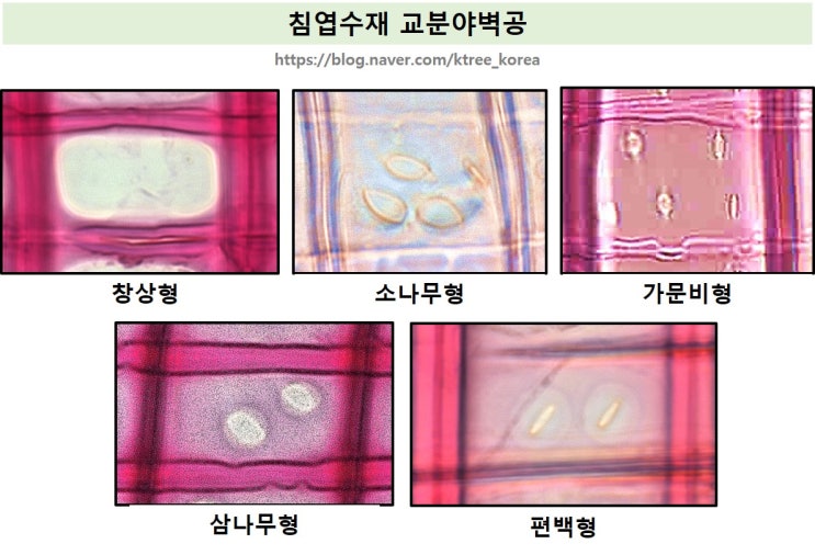  침엽수의 방사유세포 :: 교분야 벽공 종류 (쉽게 외우는 방법)