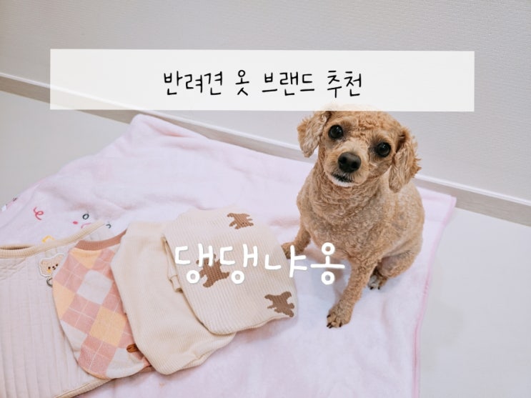  강아지옷 예쁜 브랜드, 댕댕냐옹, 맞춤처럼 꼭 맞는 애견옷