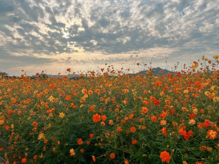  양주 천만송이 천일홍 축제 | 예쁜 꽃밭에서 인생샷 찍어보세요