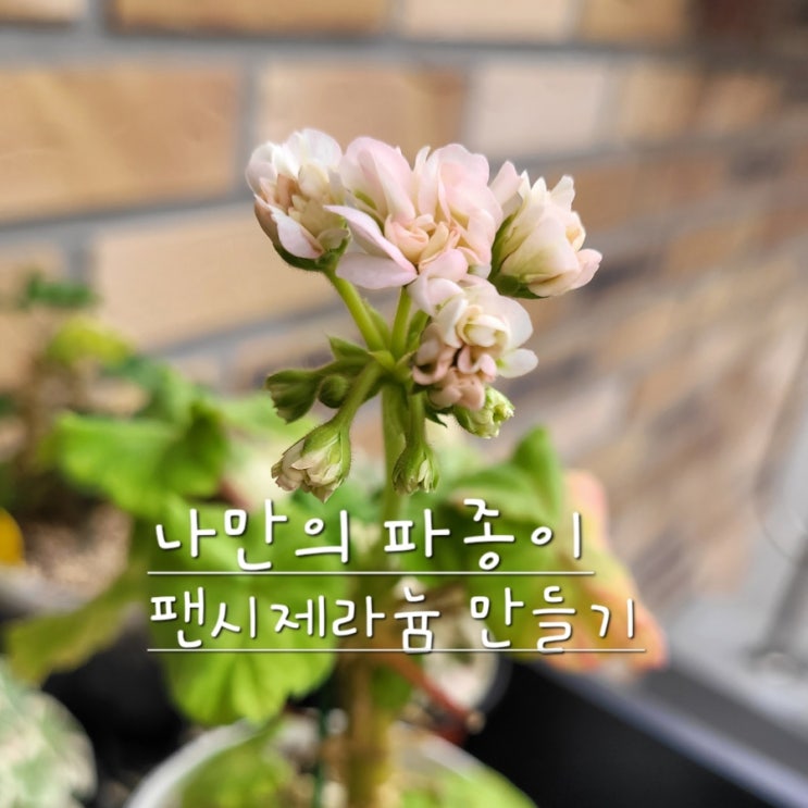 파종이 팬시 제라늄 만들기
