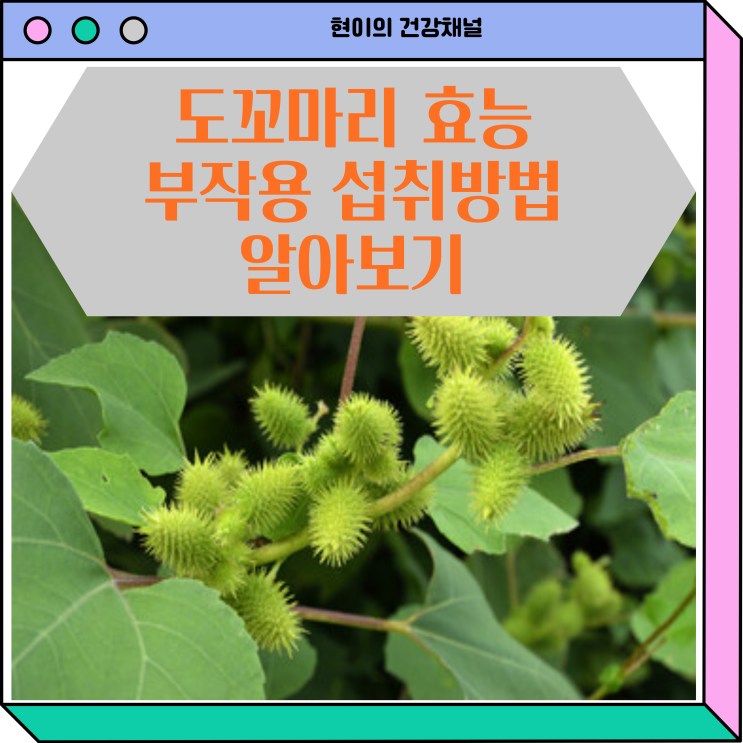  도꼬마리 효능 창이자 부작용 하루 섭취량 알아보기