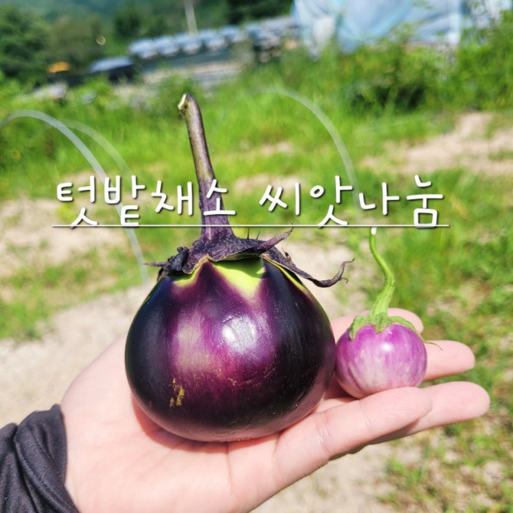  텃밭 채소 씨앗 나눔