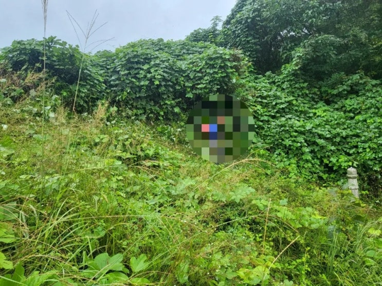  2023년 경상북도 김천시 구성면 미평리 산소 1기 벌초 고인돌장묘개발장의사 선산 구미 황간 영동 성주 상주 문경 칠곡