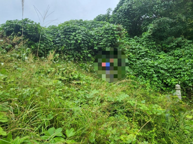  2023년 경상북도 김천시 구성면 미평리 산소1기 벌초 고인돌장의사 #김천벌초 #선산벌초 #구미벌초 #황간벌초 #영동벌초 #성주벌초 #상주벌초 #문경벌초 #칠곡벌초 #벌초