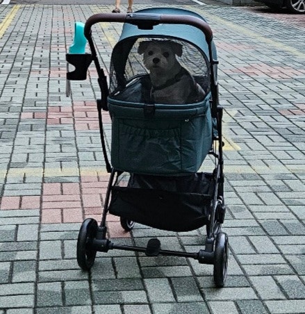  [내돈내산] 9Kg 롱다리 중형견 낫쏘빅 아로아 퀵폴딩 개모차