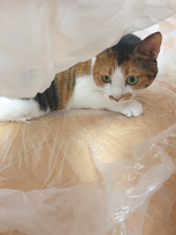  [ 냥이 오이야~~ ] 비닐안에서 모하냠요