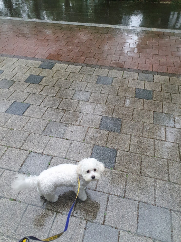 비오는날 강아지 산책 비 맞으면 감기 걸릴까?