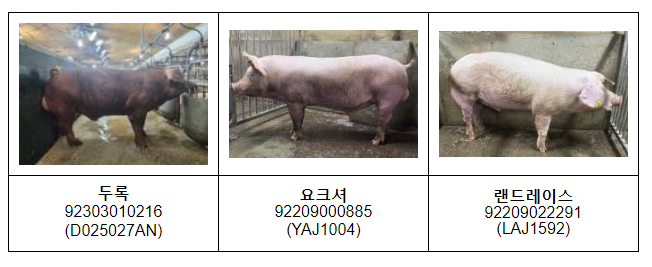 농촌진흥청, 우수한 ‘한국형 씨돼지’ 9마리 선발 농촌진흥청, 우수한 ‘한국형 씨돼지’ 9마리 선발