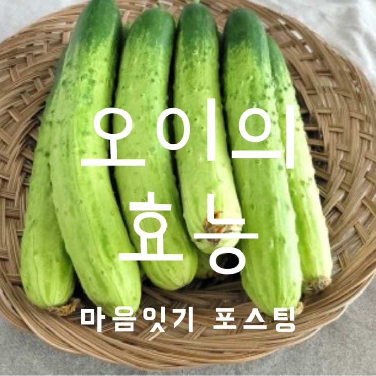  [건강상식] 피로회복에 좋은 음식. 오이의 효능.오이 요리 추천.