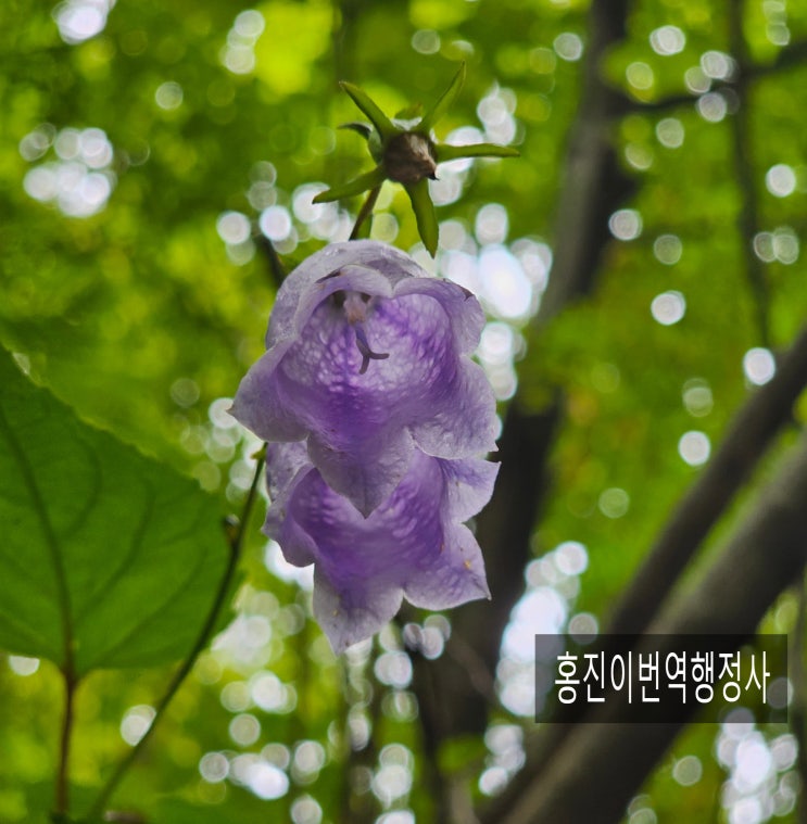  해외출장에 들고갈 법인등기부와 주부명부 영문번역 및 공증본