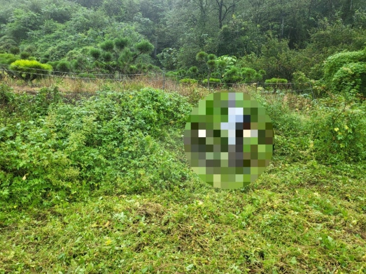  2023년 경상북도 구미시 고아읍 신촌리 산소 1기 벌초 고인돌장의사 선산 구미 황간 영동 성주 상주 문경 칠곡