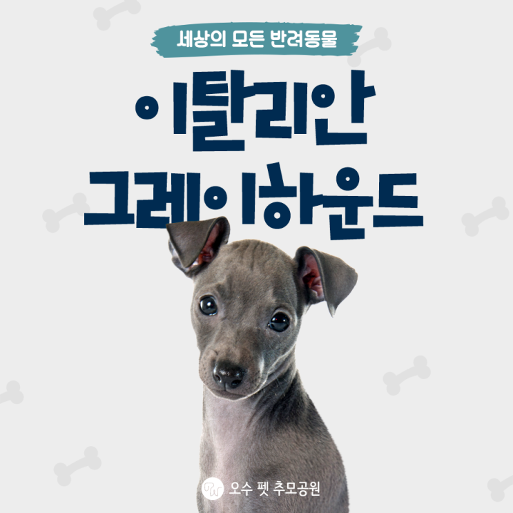  이탈리안 그레이하운드 아이쥐 특징 성격 외모 알려드립니다