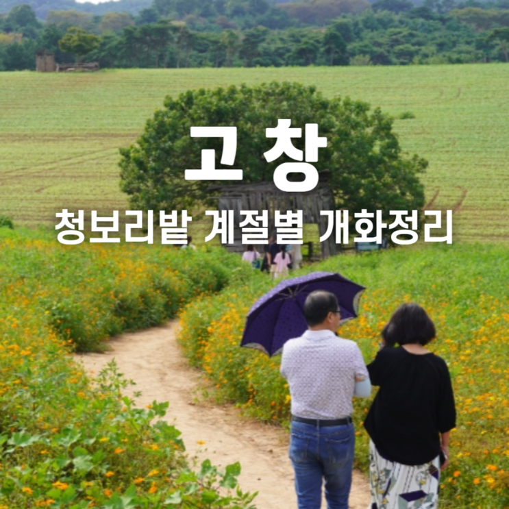  고창 여행 학원농장 청보리밭 메밀꽃 시즌별 축제