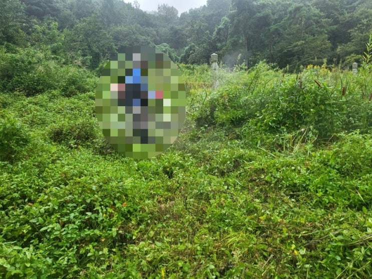  2023년 경북 성주군 벽진면 봉계리 상석1 비석 와비 5기 벌초 고인돌장묘개발장의사 선산 구미 황간 영동 성주 상주 문경 칠곡