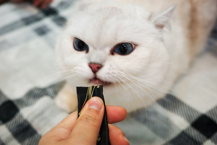  고양이 항체가검사 안산 동물병원 참동물의료센터에서 하고왔어요
