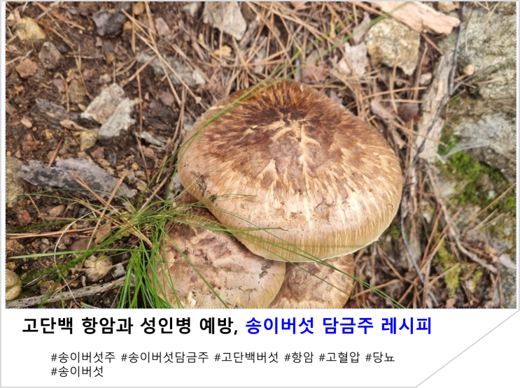  고단백 항암과 성인병 예방, 송이버섯 담금주 레시피