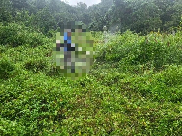  2023년 경북 성주군 벽진면 봉계리 상석1 비석 와비 5기 벌초 고인돌장의사 선산 구미 황간 영동 성주 상주 문경 칠곡