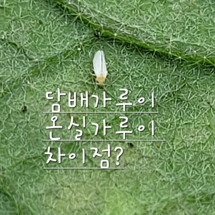  담배가루이 온실가루이 차이, 방제 방법