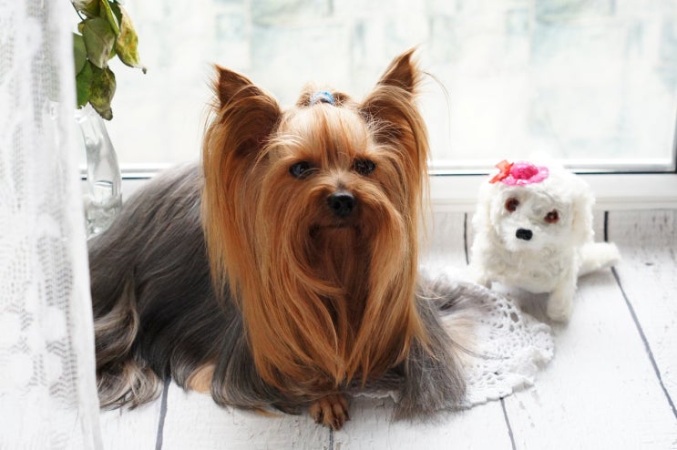  [강아지종류] #29 요크셔테리어 정보 / 털빠짐 적은 강아지 / Yorkshire Terrier / Yorkie