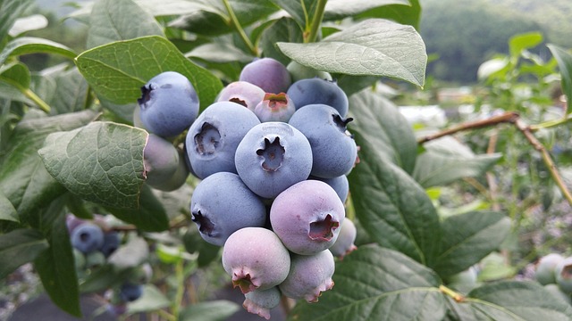  사야/월간 별자리 운세/2023년 9월 후반/쌍둥이·게·사자·처녀자리