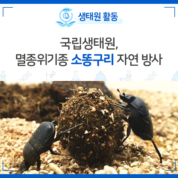 [NIE 소식] 국립생태원, 멸종위기종 소똥구리 자연 방사