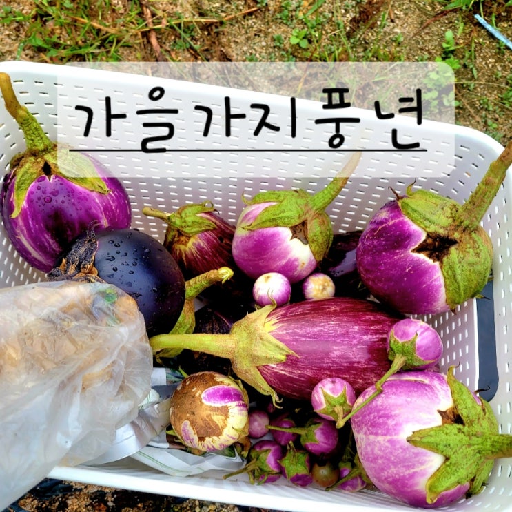  주말농장 가을 가지 풍년