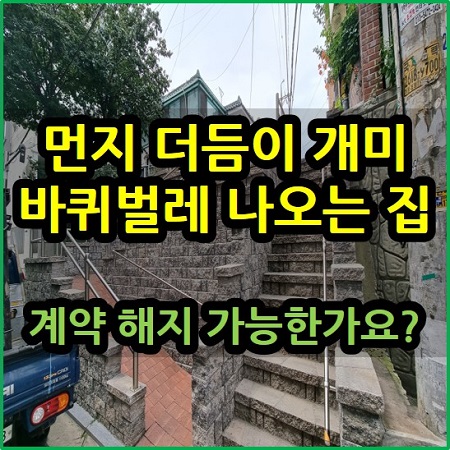  먼지 더듬이 개미 바퀴 벌레 나오는 집 계약 해지 가능한가요?
