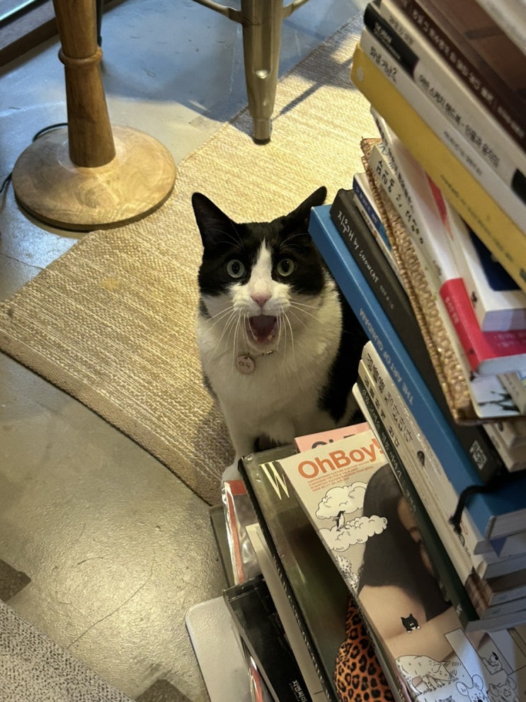  성북동 서점 : 책보냥 | 고즈넉한 한옥에 고양이 전문 독립서점이 (!)