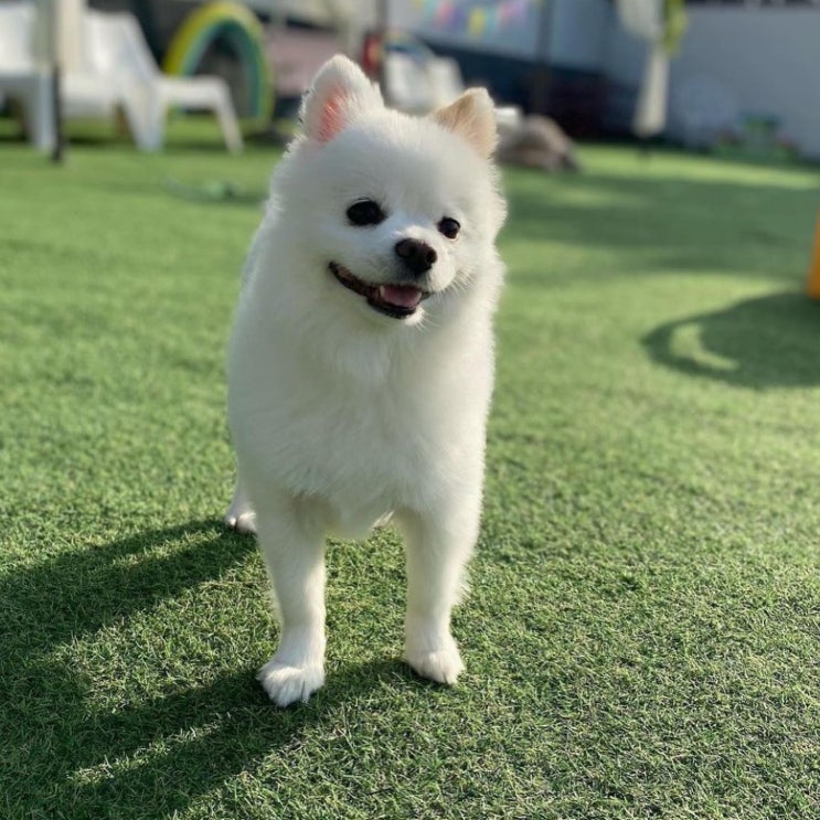  강아지 피부염 아토피 알레르기 구분법