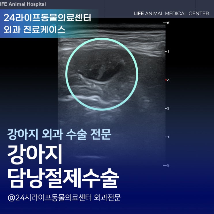 대구24시동물병원 : 강아지 간수치가 안떨어져요 강아지 담낭 제거수술 대구24시동물병원 : 강아지 간수치가 안떨어져요 강아지 담낭 제거수술