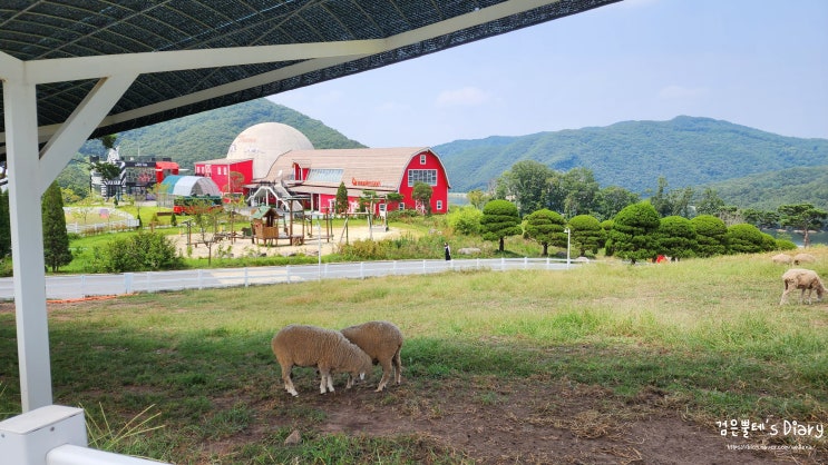  증평 벨포레 목장 동물 먹이주기 체험 충청도 아이와 양떼목장 여행 가볼만한곳