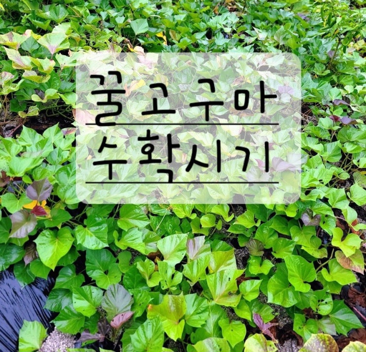  꿀고구마 수확시기 캐는법 보관법