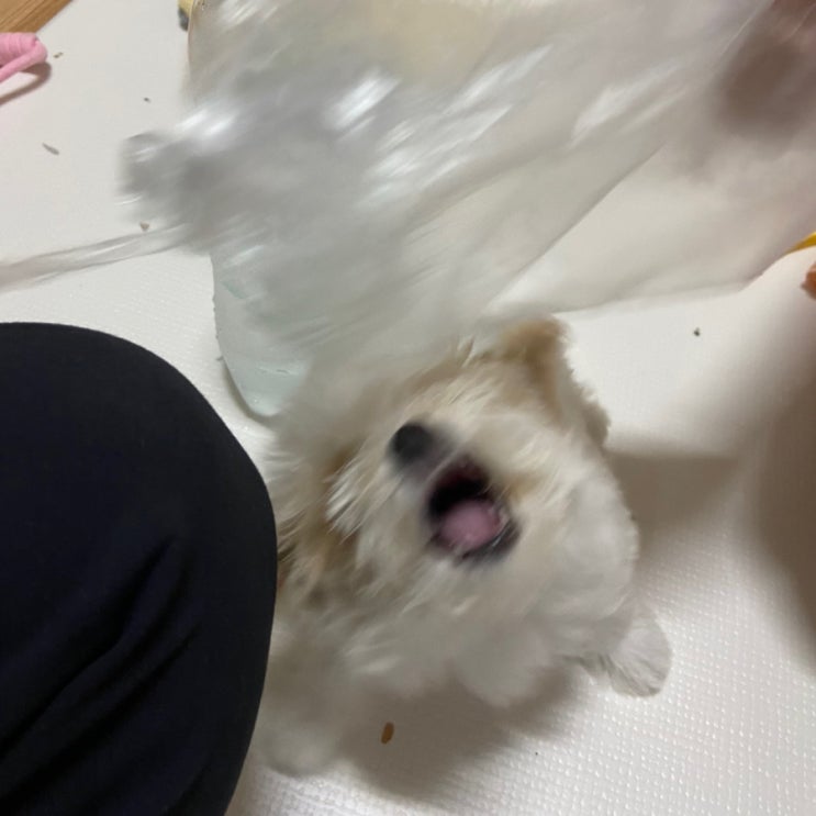  홈파티에 함께하는 강아지 호두일기