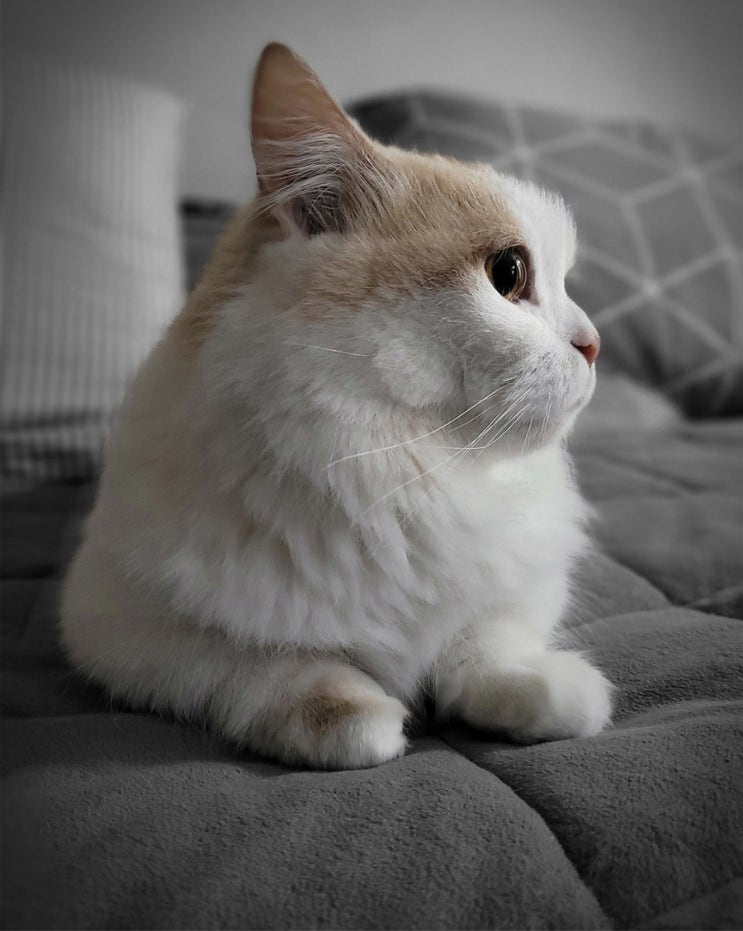 매력 넘치는 먼치킨 고양이: 귀엽고 특별한 친구
