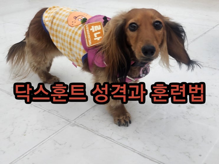단모 <b>장모</b> 닥스훈트 성격에 따른 훈련,지능 및 털빠짐