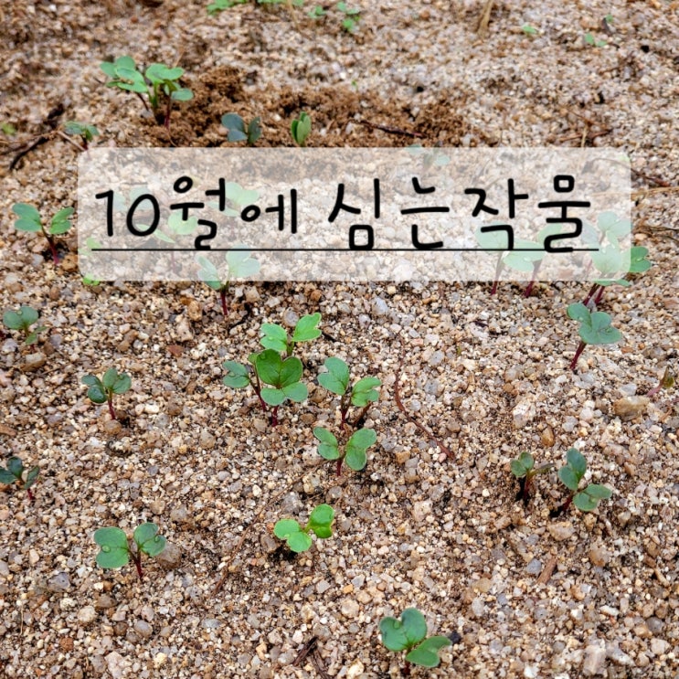 10월에 심는작물 추천 텃밭 주변 둘러보기