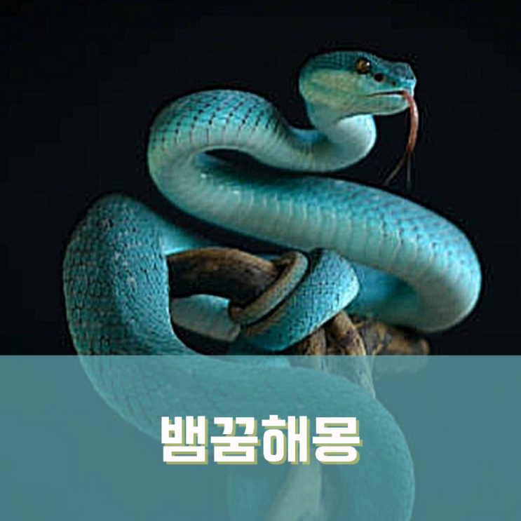  뱀나오는꿈해몽 초록색 검은 흰 색깔뱀꿈 태몽