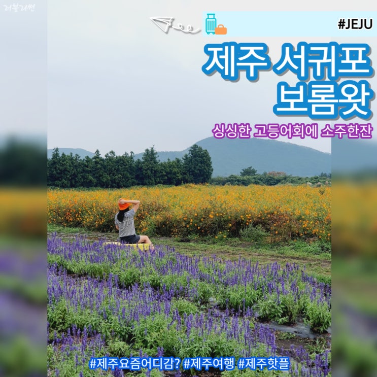 제주 서귀포 10월 가볼만한 곳 사진명소 보롬왓 뜻 입장료 주차
