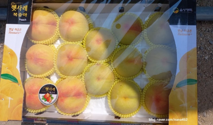  복숭아 칼로리 다이어트 여름과일의 여왕 햇사레