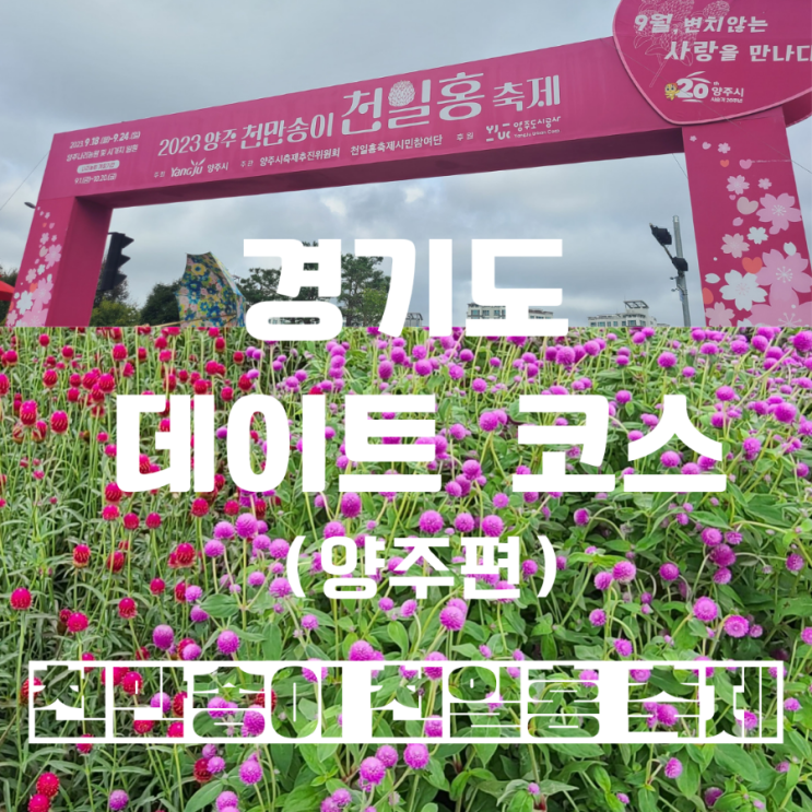 [경기도 데이트 추천] 꽃 인생사진 지역축제.가을축제. 양주 천만송이 천일홍 축제️