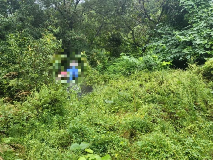 2023년 경상북도 김천시 대덕면 조룡리 산소 1기 벌초 고인돌장의사 선산 구미 황간 영동 성주 상주 문경 칠곡