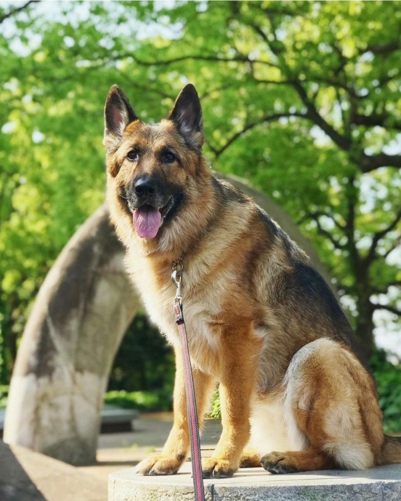 저먼 셰퍼드 분양 및 가격, 셰퍼드 종류 : 네이버 블로그, image size:800x1000