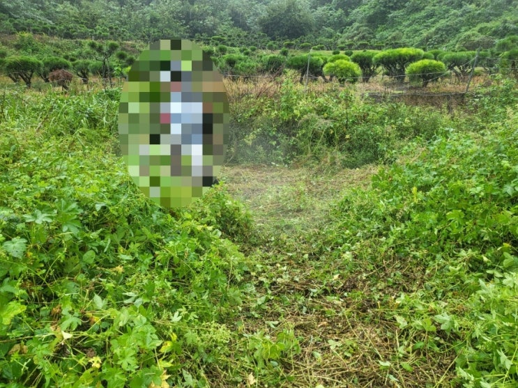  2023년 경상북도 김천시 구성면 미평리 산소 2기 벌초 고인돌장묘개발장의사 선산 구미 황간 영동 성주 상주 문경 칠곡