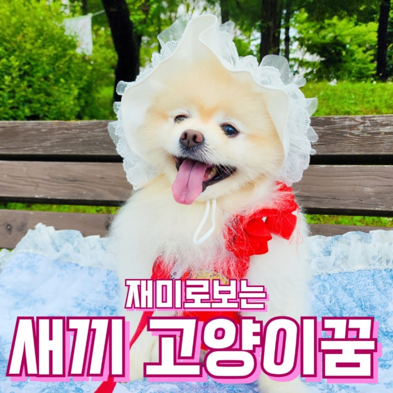 고양이꿈 해몽 : 새끼고양이 꿈해몽 의미와 해석