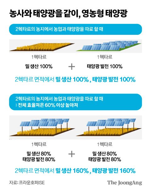 배추·벼와 전기가 함께…'수익 6배' 끌어올린 태양광 틈새시장 배추·벼와 전기가 함께…'수익 6배' 끌어올린 태양광 틈새시장