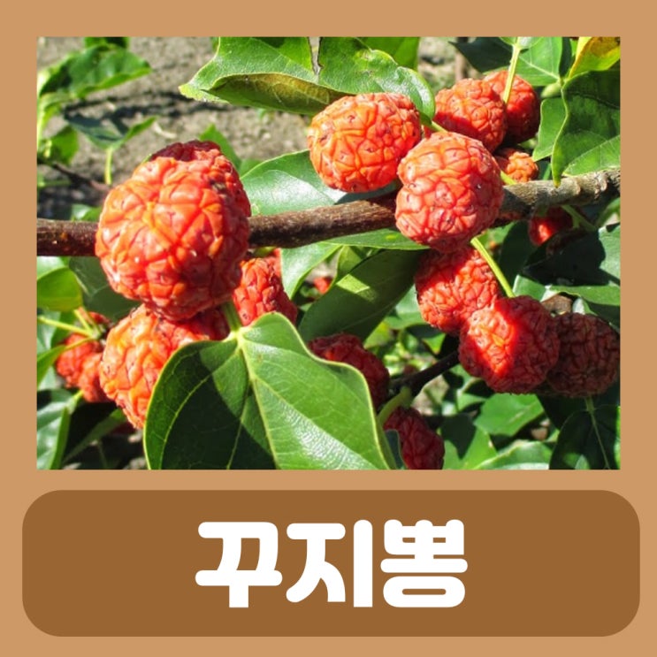 꾸지뽕 열매 먹는법 뿌리 잎 구찌뽕 효능
