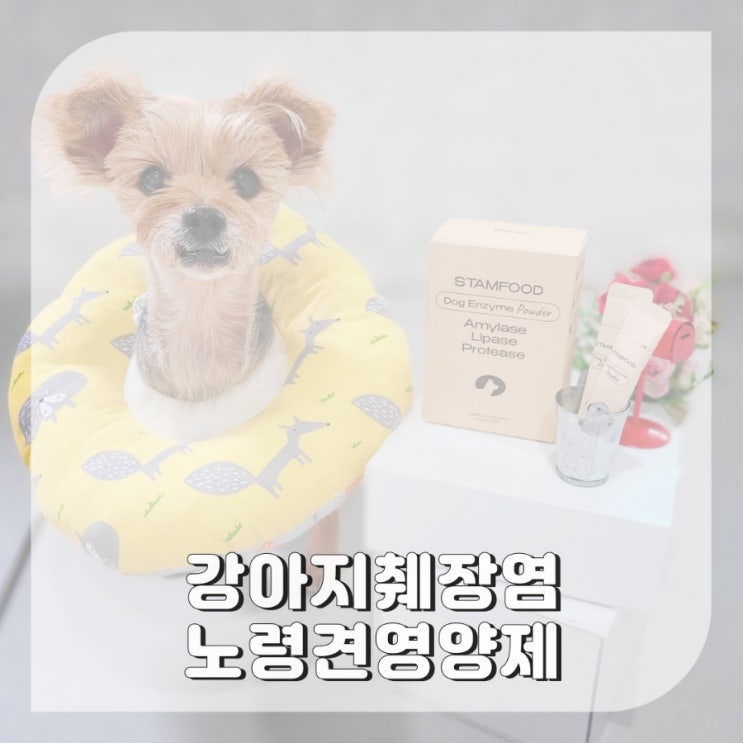  강아지 췌장염 초기증상, 소화효소 영양제