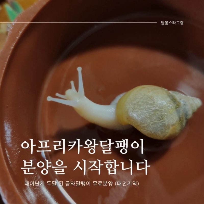 아프리카 왕달팽이,  금와달팽이 새끼 무료분양 합니다
